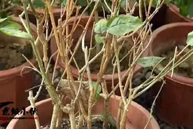 买的茉莉花为什么总养不活，老花农一语道破原因，并提出养活方法