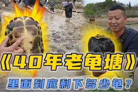 花60万包下40年的老龟塘，看看里面到底还剩多少龟？#新农人计划2023 #三农 #乡村守护人视频封面