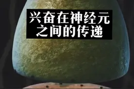 神经调节，兴奋在神经元之间的传递动画演示#神经调节 #突触视频封面