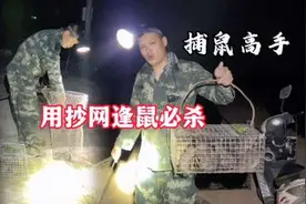 民间灭鼠高手，一个抄网逢鼠必杀，鼠害无处可逃#灭鼠方法 #老鼠视频封面