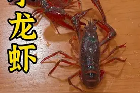 小龙虾最正确的清理方法顺序是这样的，你做对了吗#吃龙虾的季节 #小龙虾视频封面