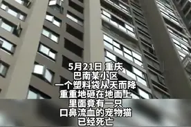 布偶猫被邻居从楼上高空扔下摔死 猫主人已经报警视频封面