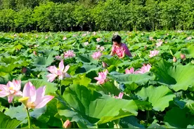 6月20日，江门都市农业生态园看荷花！#旅行推荐官视频封面
