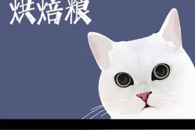 嘉传烘焙粮使用体验#猫粮测评#猫粮推荐#新手养猫#猫粮怎么选视频封面