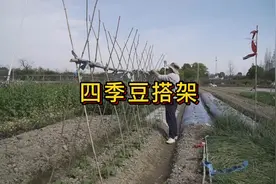 四季豆如何搭架子，牢固美观采收方便#分享农业小知识视频封面