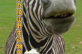 五一徐州九顶山野生动物园怎么玩，这条详细攻略视频请收下视频封面