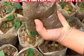 佛手瓜种植一定要知道的技巧 #家庭种植 #农业种植 #育苗技术 #佛手瓜 #种菜视频封面