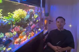 藻缸可以吸收有机物吗？杂谈高等藻缸视频封面