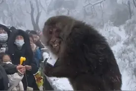 游客给峨眉山猴子一瓶奶，没想到它竟挑眉咧嘴笑以示感谢。来源@00ZZZZ- 