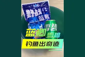蓝鲫加雪碧  钓鱼出奇迹  #爆护饵料 #原来钓鱼才是抖音运动顶流 #钓鱼技巧 #饵料搭配 #饵料配方