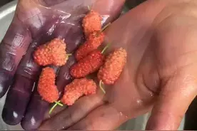 如何洗掉手上桑葚的颜色#去污小妙招 #桑葚染黑了手 #桑葚染色快速洗掉视频封面