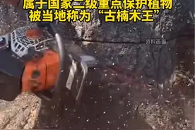 此外，15人还共同承担惩罚赔偿金15万余元。被毁害的古楠木属于国家二级重点保护物，胸径为1.9米，胸围6米，树龄2600年，在当地被称为“古楠木王”。视频封面