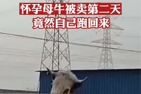 怀孕母牛前一天刚卖到邻村，第二天早上自己又跑回来视频封面