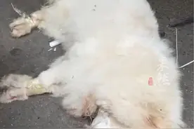 萨摩耶遭到领养人男友虐杀，知情人：或因情侣之间吵架，他们最近又领养了只柯基视频封面