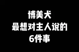 又要劝退一个犬种了么？新手博美怎么养？博美好养么？养博美注意事项⚠️ #新手养狗 #博美犬 @DOU+小助手