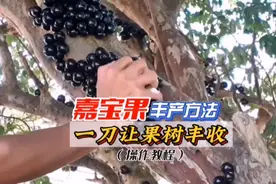 种植多年不结果或结果少的嘉宝果，只需一刀让它挂满枝条视频封面