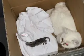 矮脚英短纯白流浪猫难产的全过程#让爱回家流浪救助 #每个生命都值得被善待 #关爱身边看得见的流浪猫狗 #我和流浪猫的故事 #善待动物关爱生命视频封面