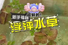 养鱼新手很好用的水草还是这个，鱼缸水都脏成这样，还能发新芽视频封面