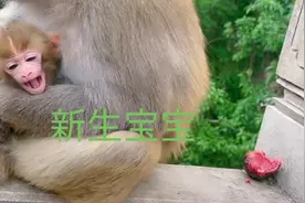 出生几天的宝宝在妈妈怀里很可爱！姐妹俩一起带娃！🤗视频封面