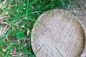 农村路边的水蜈蚣，遇见就挖回家。#我的乡村生活视频封面