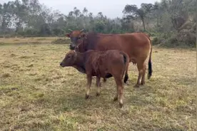 还好母牛会耕地，还可以为农民服务