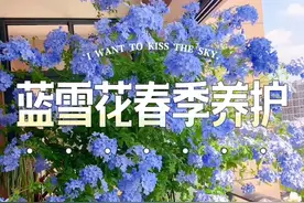 蓝雪花春季养护方法和注意事项#蓝雪花 #养护小知识 #花卉绿植 #爱生活爱养花 #治愈视频封面