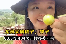 龙泉桃子，李子熟了。吃自助餐，采摘耍一天每人才88。#广告视频封面