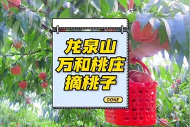 龙泉山的桃子熟了，快去万和桃庄摘桃子，摘李子，吃柴火鸡视频封面