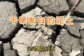干硬发白的泥土里找鳖#我的乡村生活 #生态鳖 #农业生产记录视频封面