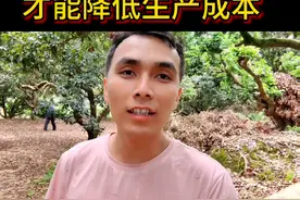 荔枝树如何矮化，实操教学，赶紧收藏学习喔#新农人计划2023 #三农 #抖音助农 #农业种植 #种植小技巧 @DOU+小助手视频封面