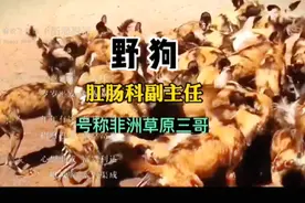 野狗，肛肠科副主任，号称非洲草原三哥#动物世界精彩解说视频封面