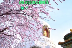 北京的山桃花开啦！来北海公园和桃花白塔同框！#三月桃花视频封面