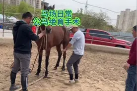 马场日常，公马的绝育手术。#马场日常 #骟马