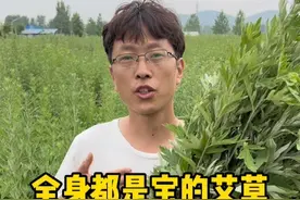 艾草是菊科蒿属多年生草本植物，在每年的端午节前后进行采收。说到端午节，那各地的民俗众多，你的家乡有什么习俗吗？欢迎分享。#端午节 #端午民俗大赏 #艾叶 @抖音短视频视频封面