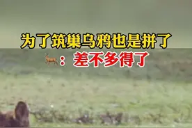 一只为了筑巢而疯狂薅鹿屁股毛的乌鸦#乌鸦#筑巢#动物世界 #鹿视频封面