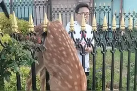 滨海路上大连热心市民合力救助野生梅花鹿！ 梅花鹿获救后，直奔大连市委党校，宝贝，你安全了❤️ #现场实拍 #野生动物零距离 #人与动物和谐共处 #路人视角 #意不意外视频封面