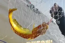 游客钓到野生大黄鱼，浑身金光闪闪，市场价值过万。视频封面