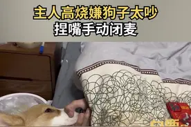 主人高烧嫌狗子太吵捏嘴手动闭麦#高烧 #狗子 