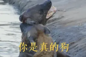鬣狗为何对自己的同类下手？#鬣狗#鬣狗之路视频封面