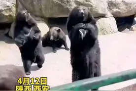 4月12日陕西西安，动物园黑熊向游客讨要食物，身后坏熊见状直接把它推下去！ #黑熊  #神奇动物园  （极光新闻）视频封面