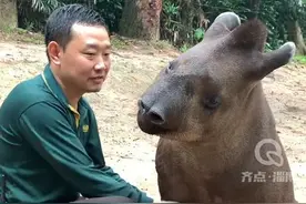 巴西貘一脸舒服享受饲养员按摩，网友：这就是传说中能吃噩梦的食梦貘吗！#难得一见 #它好像知道自己很可爱 @我的神兽朋友视频封面