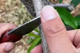 方块芽接，很多人没用过，仔细看，成活率比较高#嫁接技术 #嫁接教程 #来抖音学农技视频封面