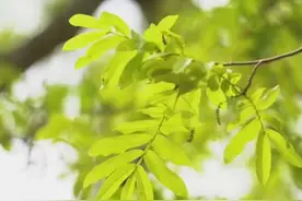 全国入夏进程图出炉，西安5月24日才真正进入夏天。#陕西dou知道视频封面