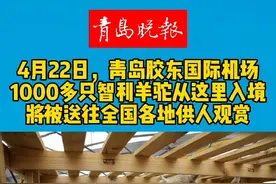 #青岛 #羊驼 #可爱 #机场 #警察 4月22日下午，1000多只智利羊驼乘飞机抵达青岛胶东国际机场，将被送往全国各地供人观赏。青岛机场出入境边防检查站高效完成入境边防检查任务。（牛志鹏）视频封面