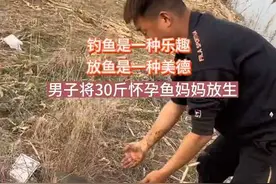 钓鱼是一种乐趣 放鱼是一种美德 男子将30斤怀孕鱼妈妈放生视频封面