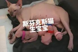 斯芬克斯猫生宝宝，生下5胞胎#猫咪 #斯芬克斯无毛猫视频封面