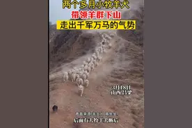 两个多月小牧羊犬带领羊群下山  走出千军万马的气势视频封面