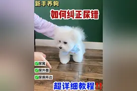 新手养狗必看 | 如何纠正狗狗尿错/前腿在厕所后腿在厕所该如何纠正？#萌宠出道计划 #狗狗 #幼犬训练