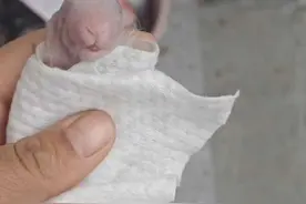 母兔只产了一只小兔子还噶了😭#养兔人 #母兔产仔 #小兔噶了 #母兔难产 #养兔日常