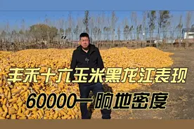 丰禾十六玉米新品种，黑龙江地区表现突出，亩产2000斤每亩视频封面